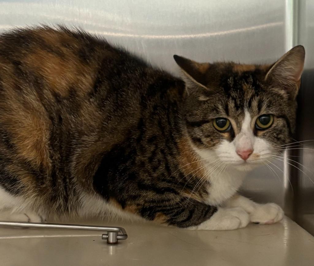 LINDA, Adoptable, Young Female Domestic Short Hair.