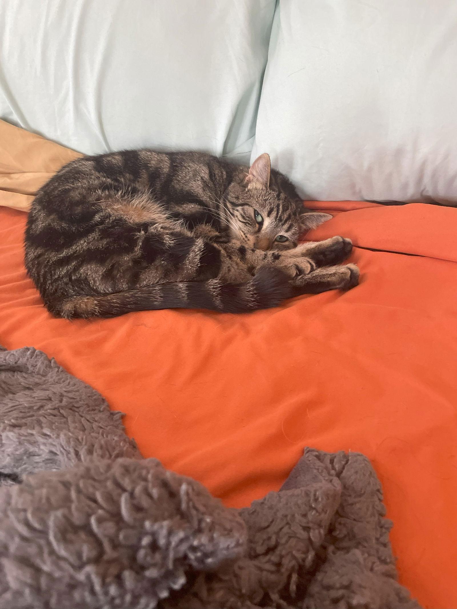 Enlarge Flip and Kimmie, a Adoptable Domestic Short Hair in Brooklyn, NY image 1/3