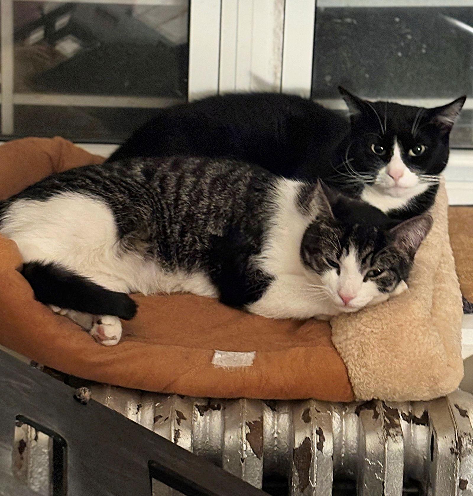 Enlarge Flip and Scout, a Adoptable Domestic Short Hair in Brooklyn, NY image 1/3