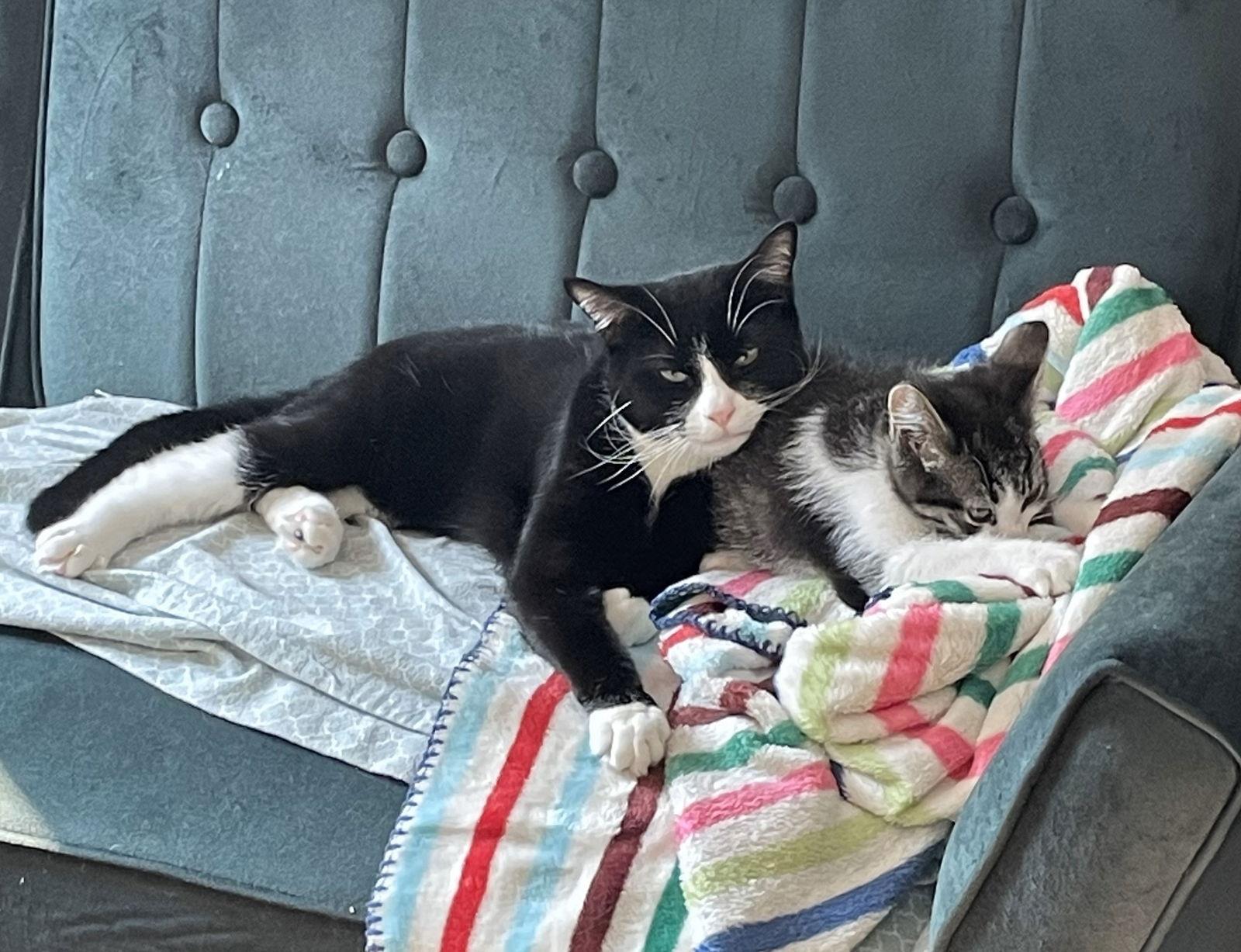 Flip and Scout, a Adoptable Domestic Short Hair in Brooklyn, NY image 2/3