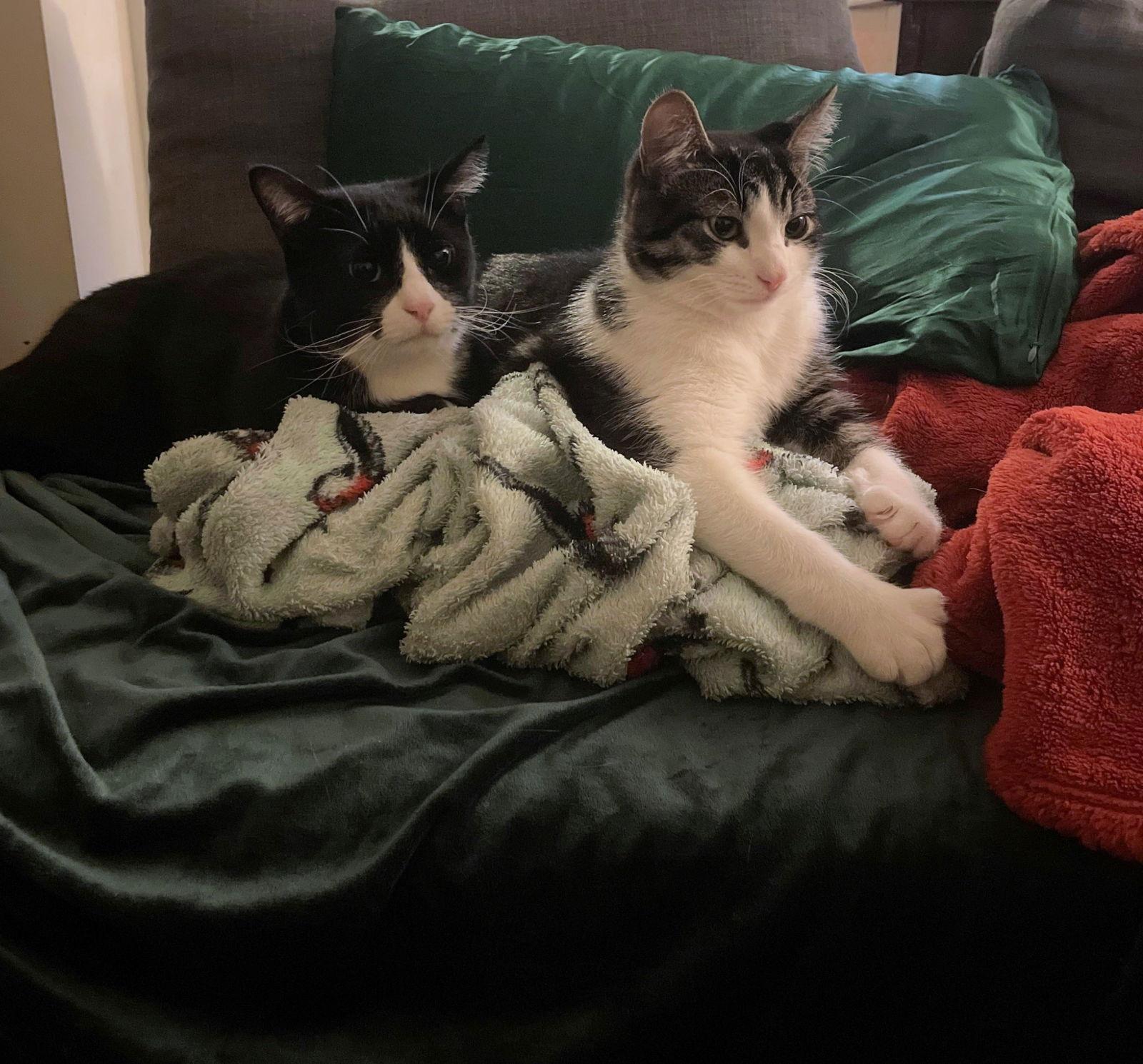 Flip and Scout, a Adoptable Domestic Short Hair in Brooklyn, NY image 3/3