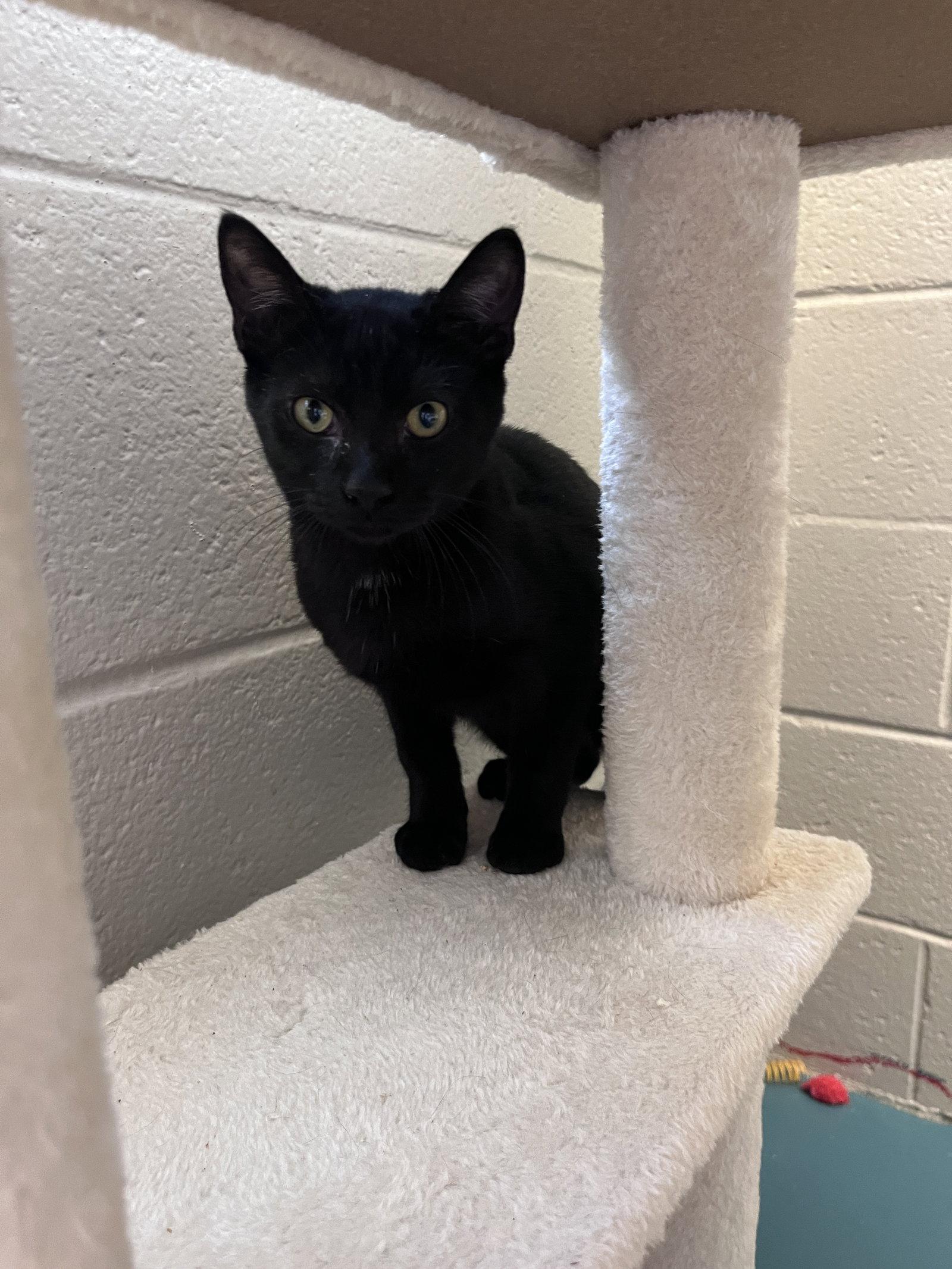 Enlarge Smarty Pants, a Adoptable Domestic Short Hair in Carrollton, GA image 1/3