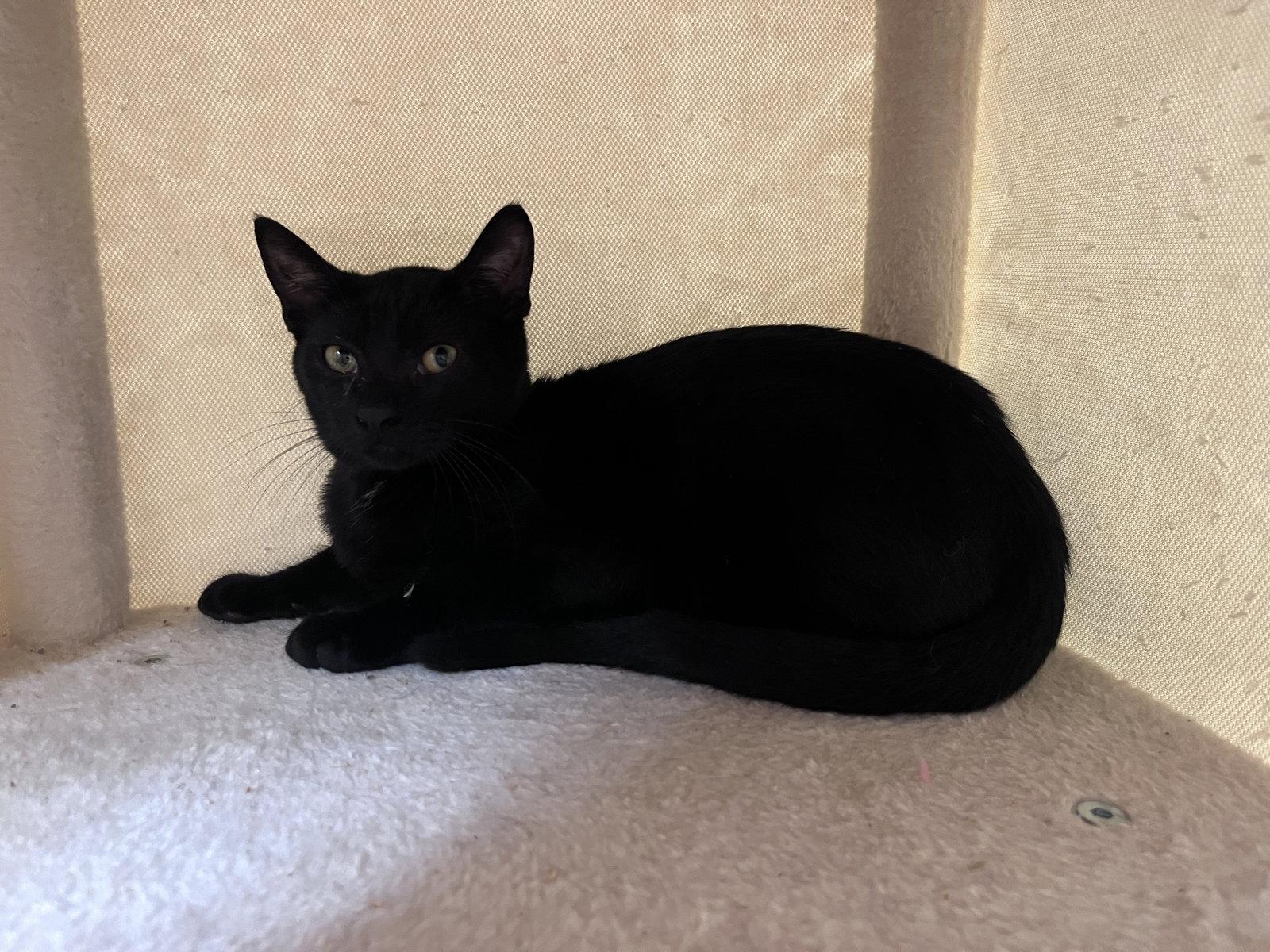 Enlarge Smarty Pants, a Adoptable Domestic Short Hair in Carrollton, GA image 2/3