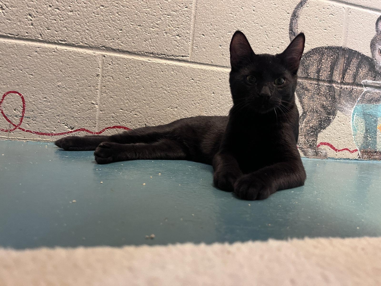 Enlarge Smarty Pants, a Adoptable Domestic Short Hair in Carrollton, GA image 3/3