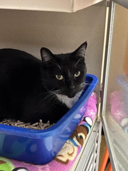 Enlarge Knight, a Adoptable mixed breed in Silverdale, WA image 1/3