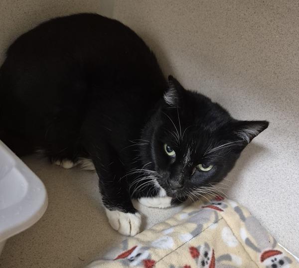 Enlarge Knight, a Adoptable mixed breed in Silverdale, WA image 3/3