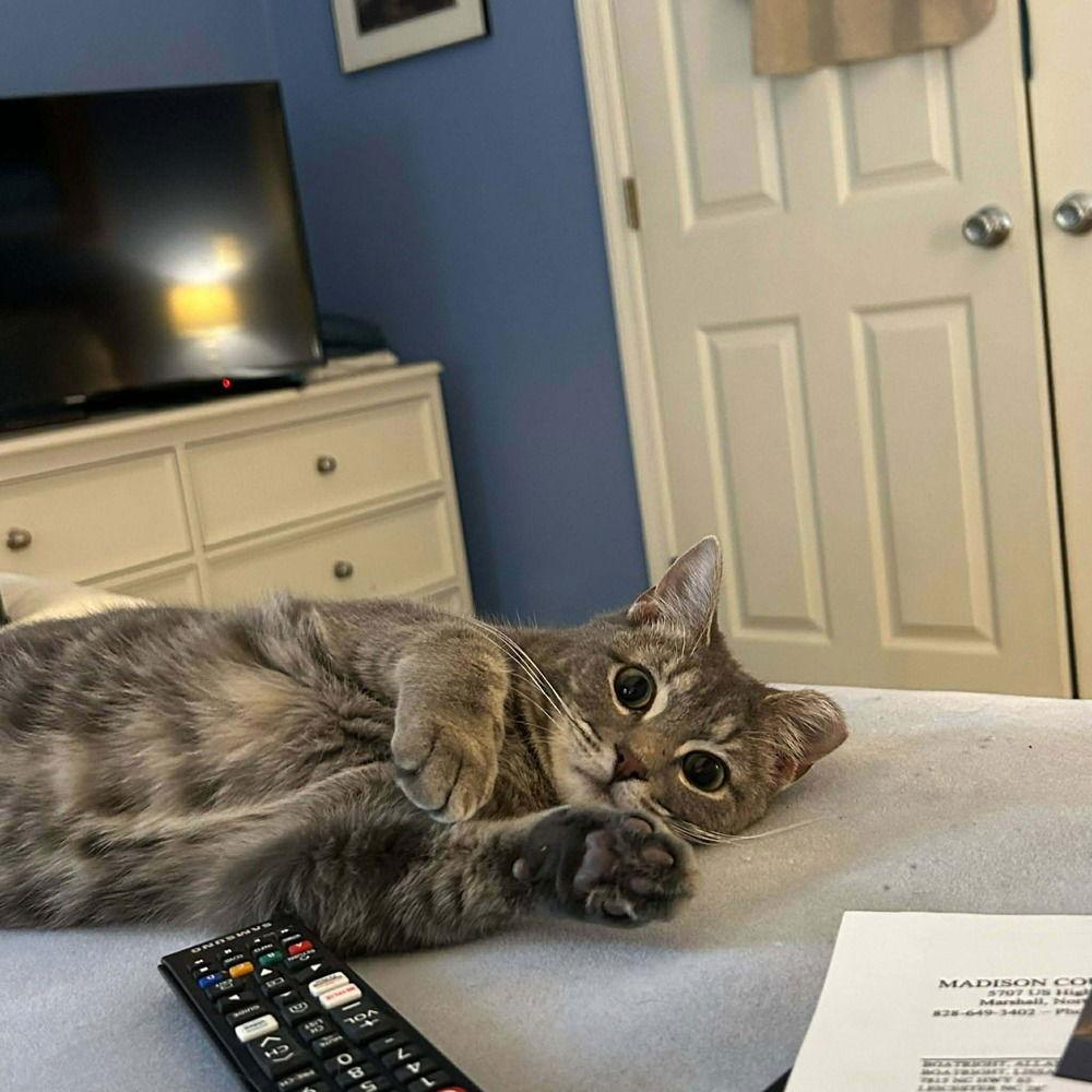 Yoselin, a Adoptable Domestic Short Hair in Candler, NC image 1/3