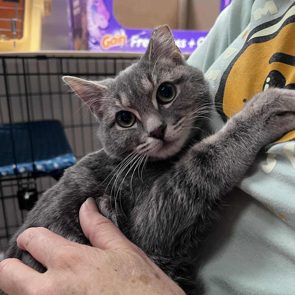 Yoselin, a Adoptable Domestic Short Hair in Candler, NC image 2/3