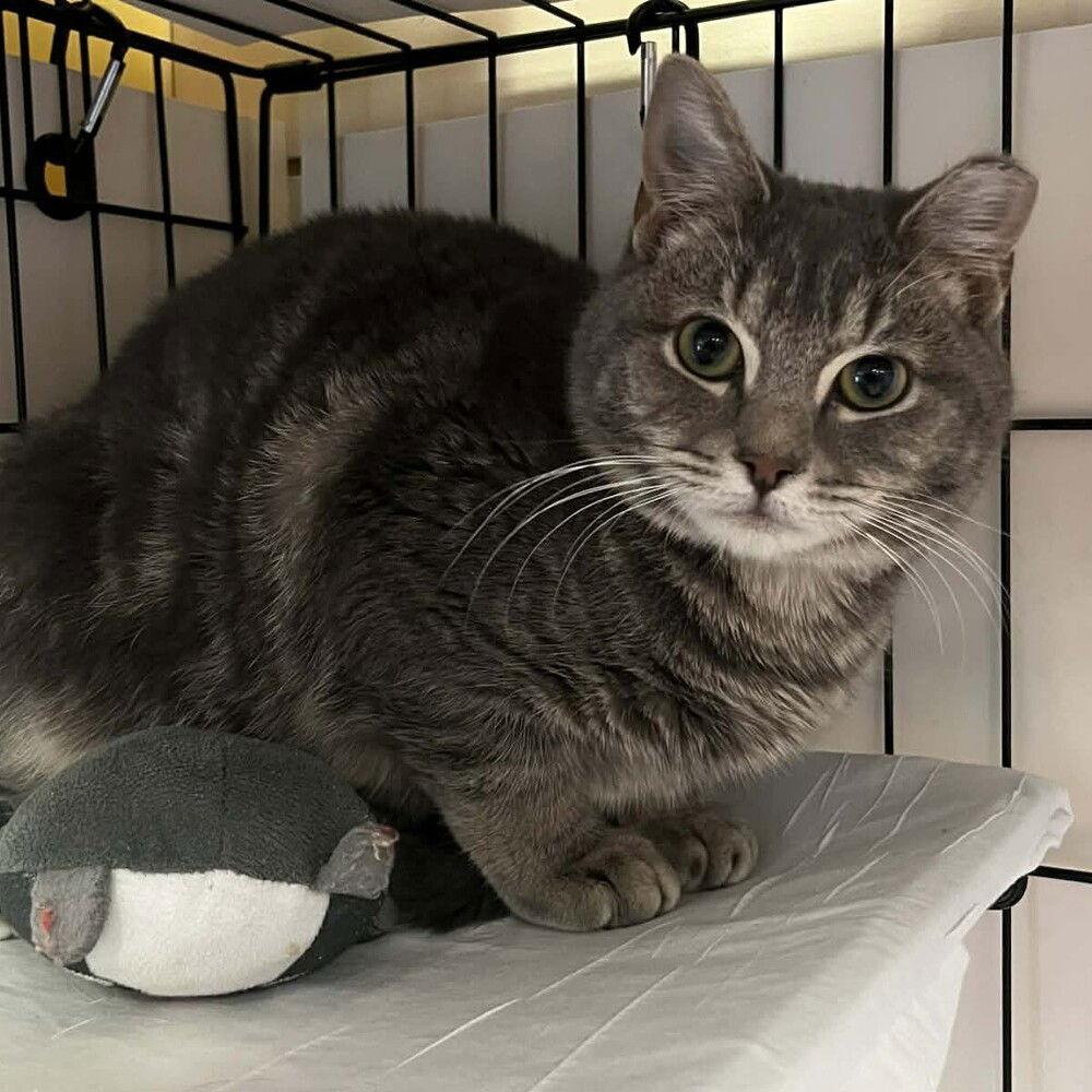 Yoselin, a Adoptable Domestic Short Hair in Candler, NC image 2/3