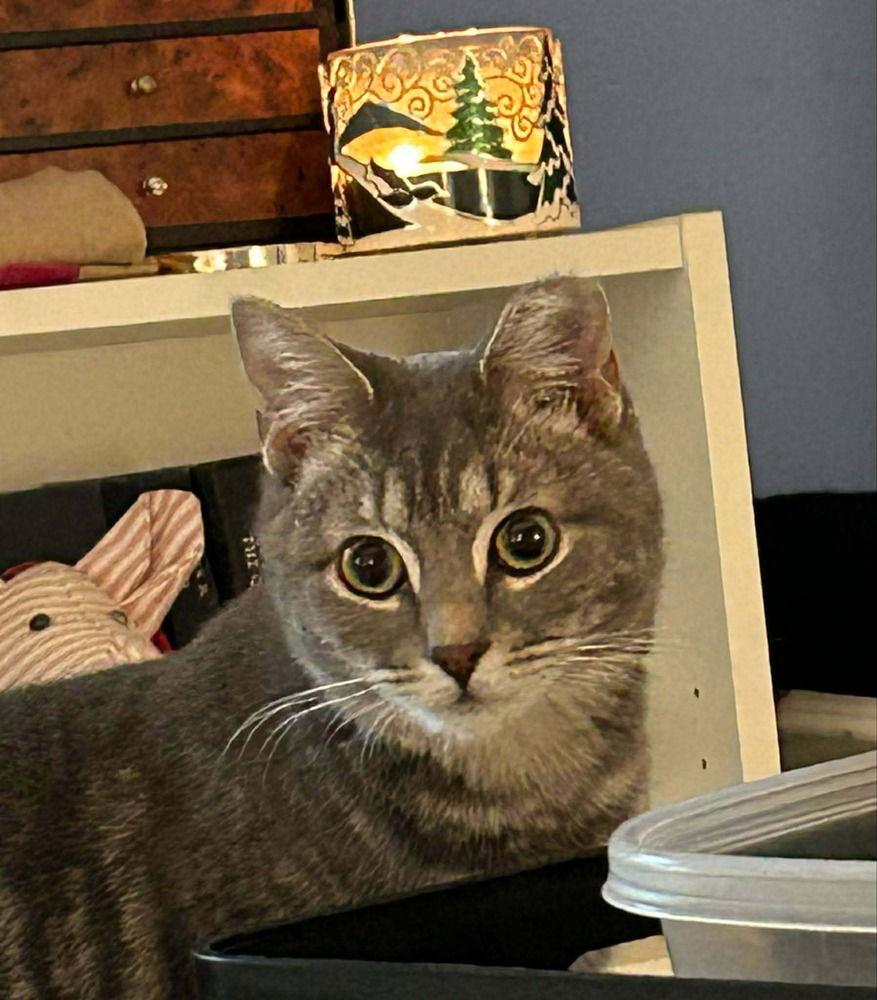 Yoselin, a Adoptable Domestic Short Hair in Candler, NC image 3/3