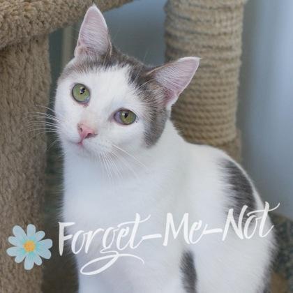 Telemachus, Adoptable, Young Male Domestic Short Hair & Domestic Short Hair.