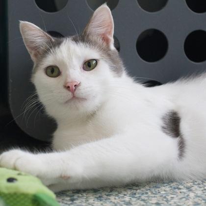 Telemachus, a Adoptable mixed breed in Verona, WI image 2/3