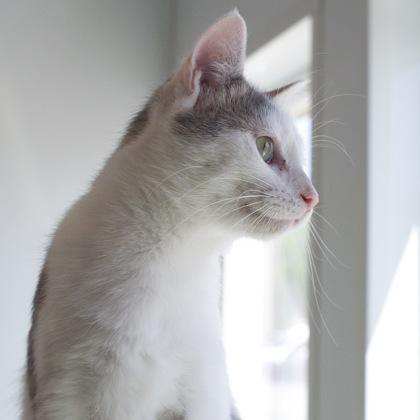 Telemachus, a Adoptable mixed breed in Verona, WI image 3/3