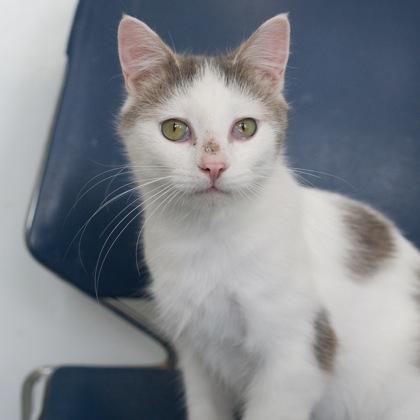 Telemachus, a Adoptable mixed breed in Verona, WI image 1/2