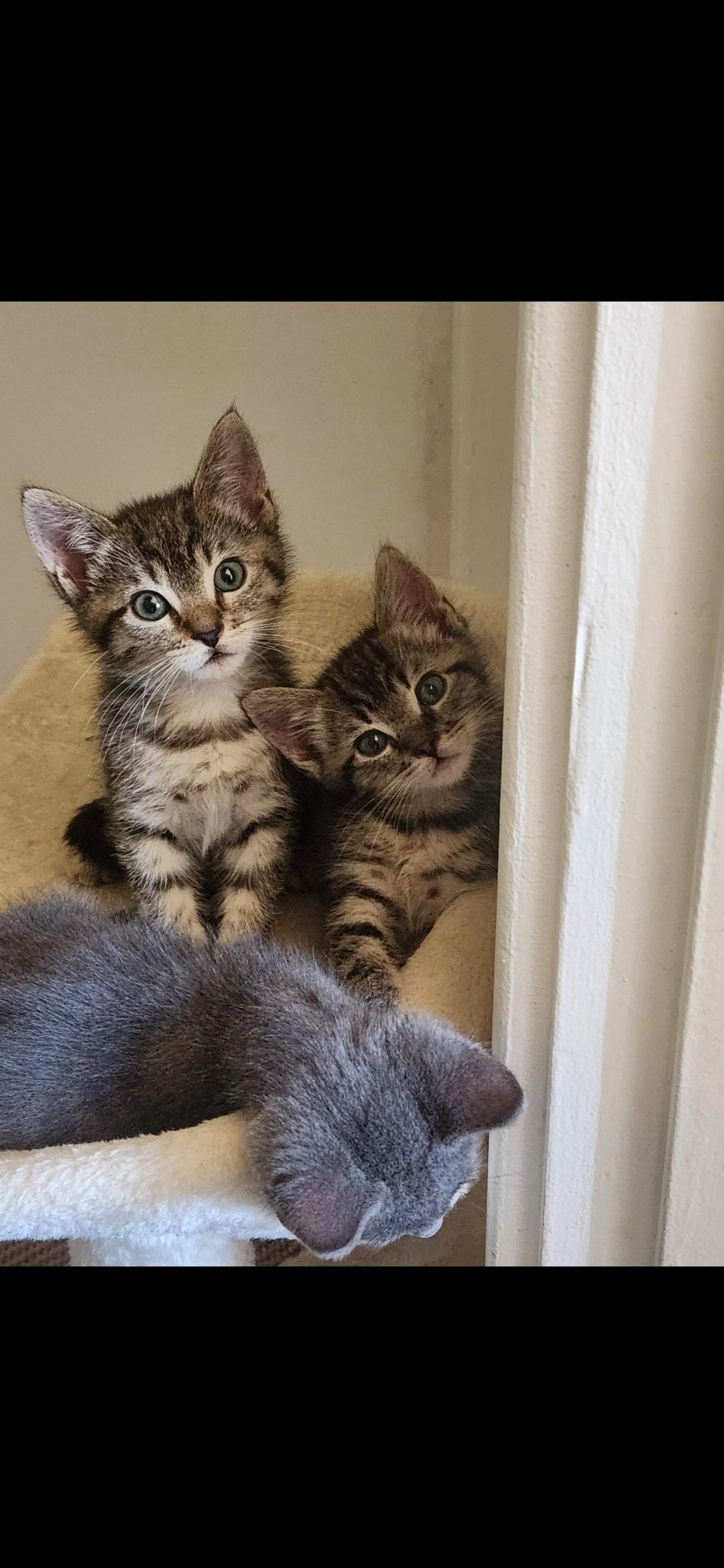 Fernando, Adoptable, Young Male Domestic Short Hair.