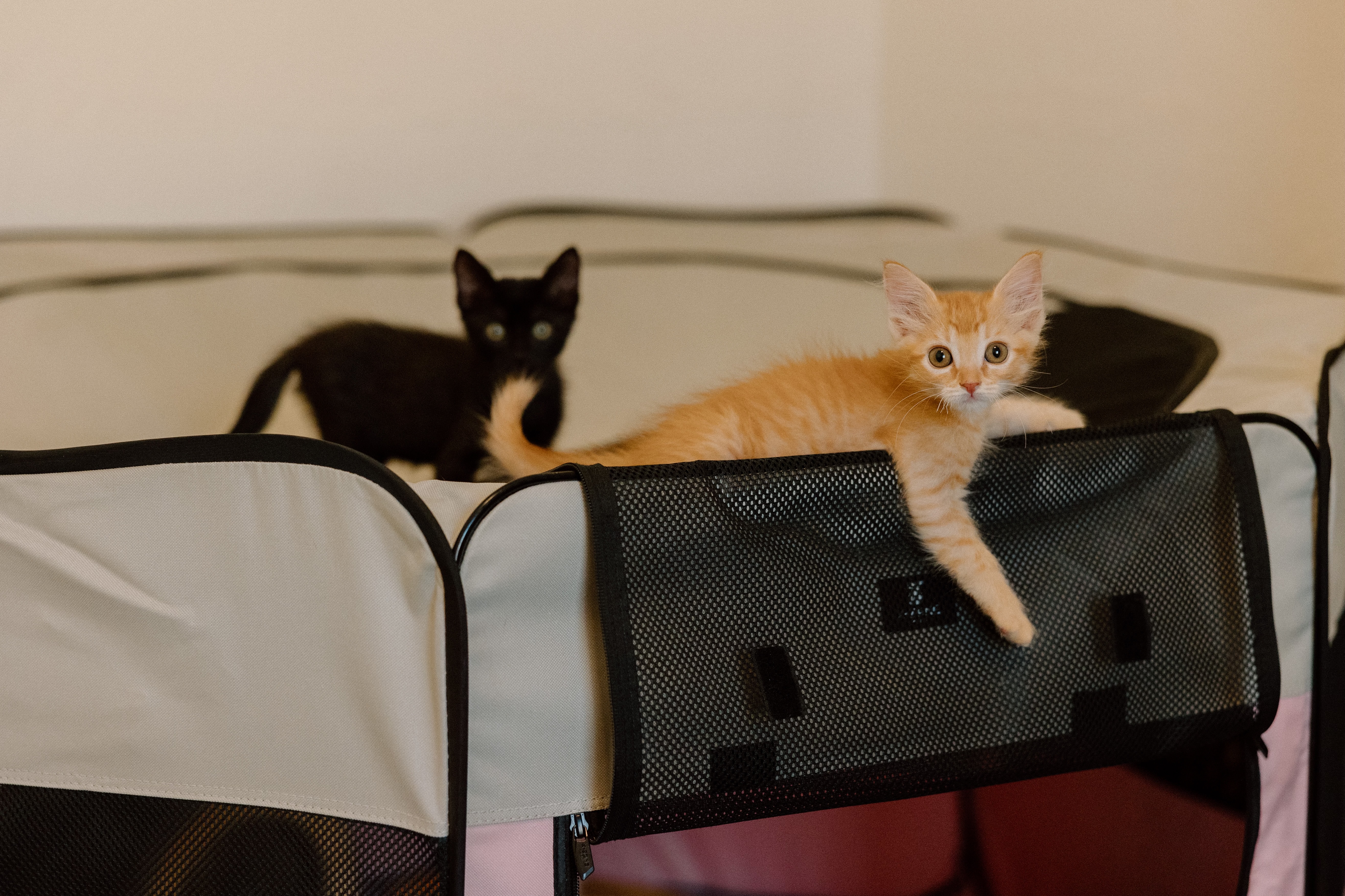 Enlarge Woody and Buzz (Bonded Pair), a Adopted Domestic Medium Hair in La Quinta, CA image 2/6