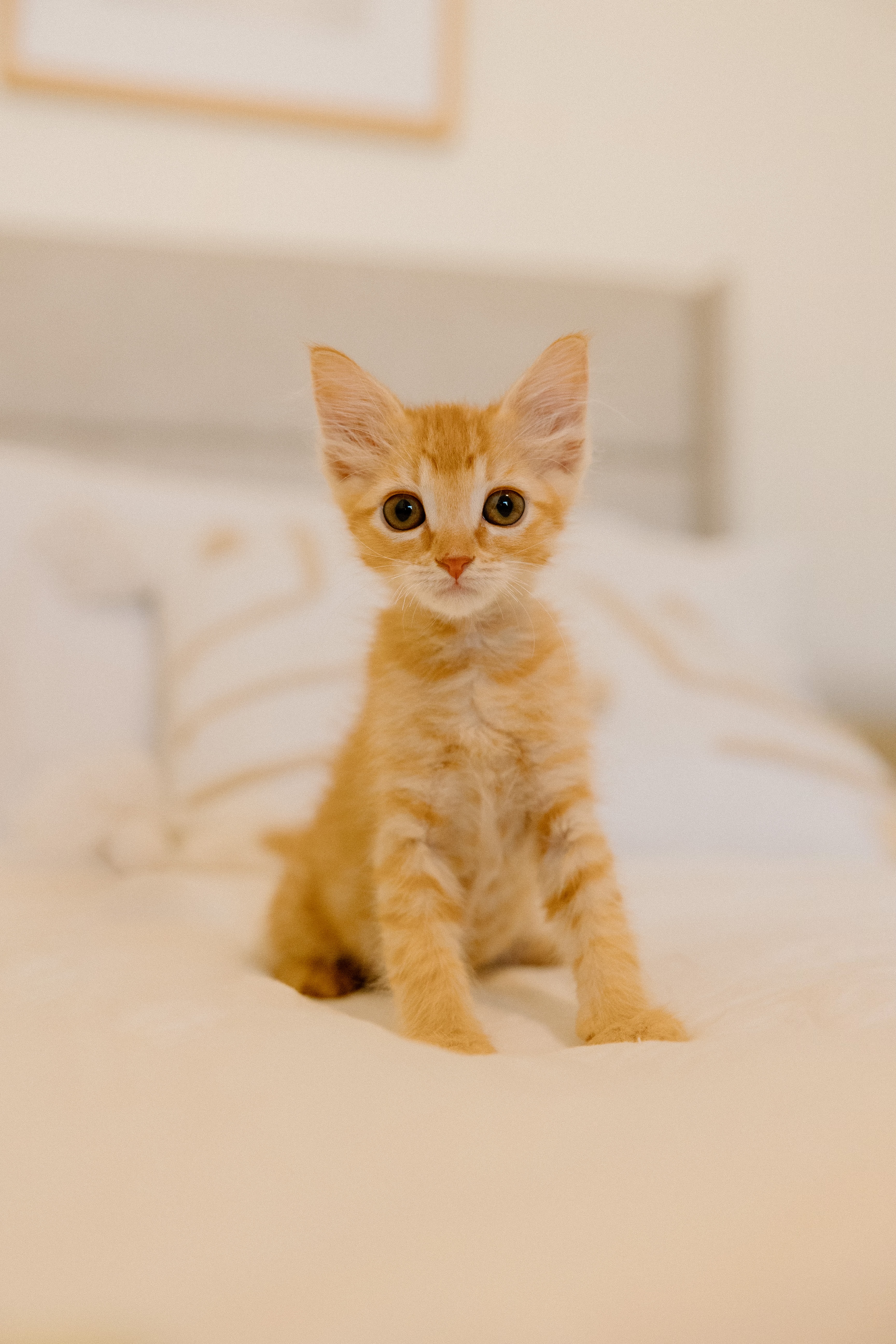 Enlarge Woody and Buzz (Bonded Pair), a Adopted Domestic Medium Hair in La Quinta, CA image 3/6