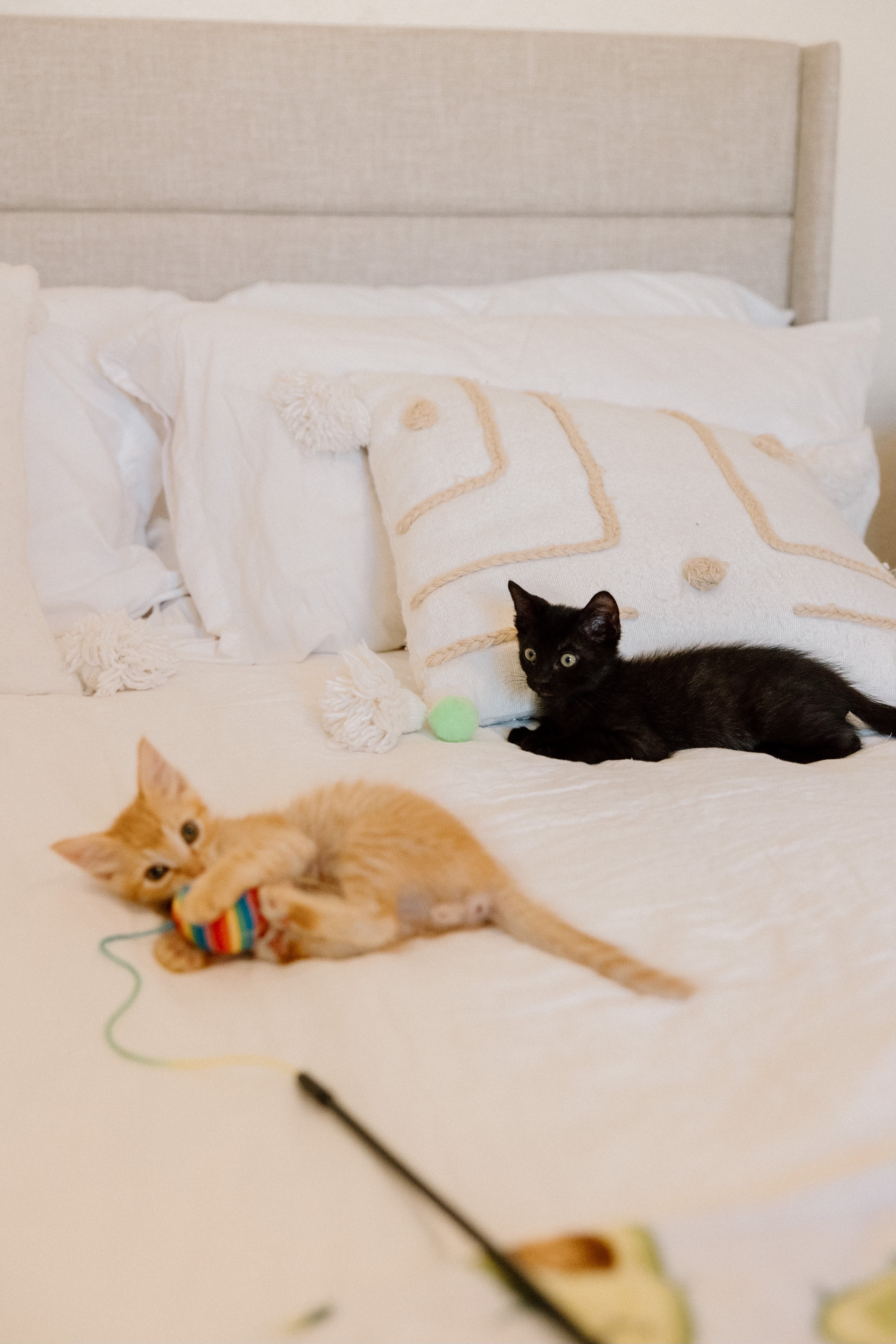 Enlarge Woody and Buzz (Bonded Pair), a Adopted Domestic Medium Hair in La Quinta, CA image 4/6