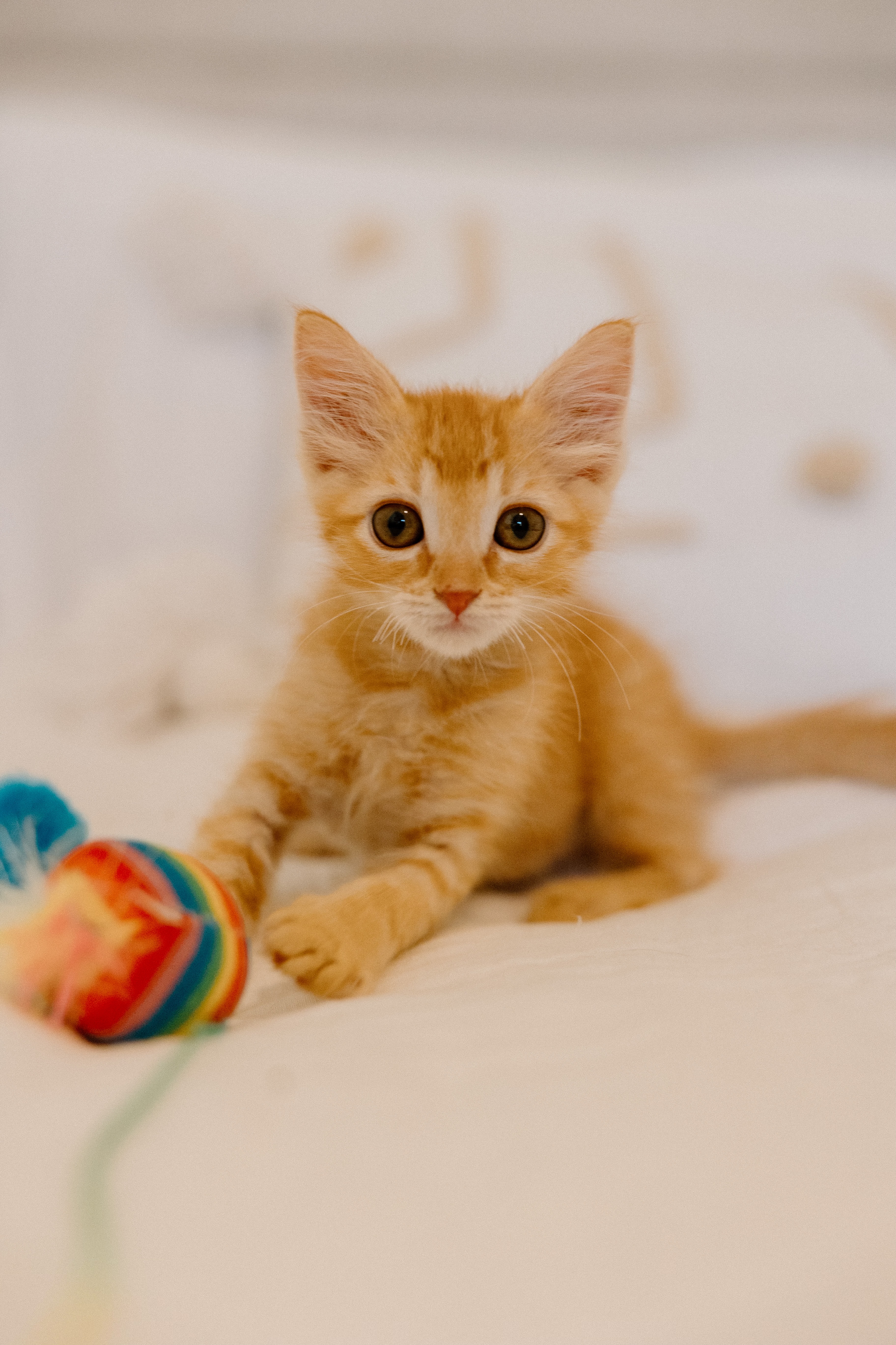 Enlarge Woody and Buzz (Bonded Pair), a Adopted Domestic Medium Hair in La Quinta, CA image 1/6