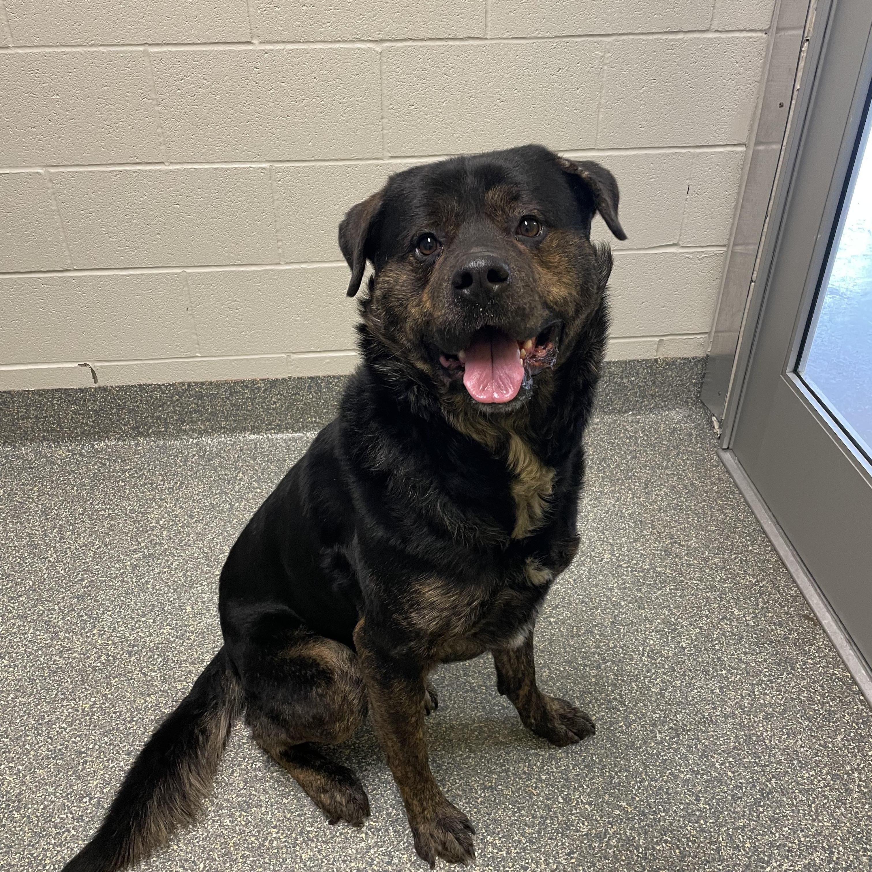 Ruger, ADOPTABLE, Adult Male Rottweiler & Great Pyrenees.