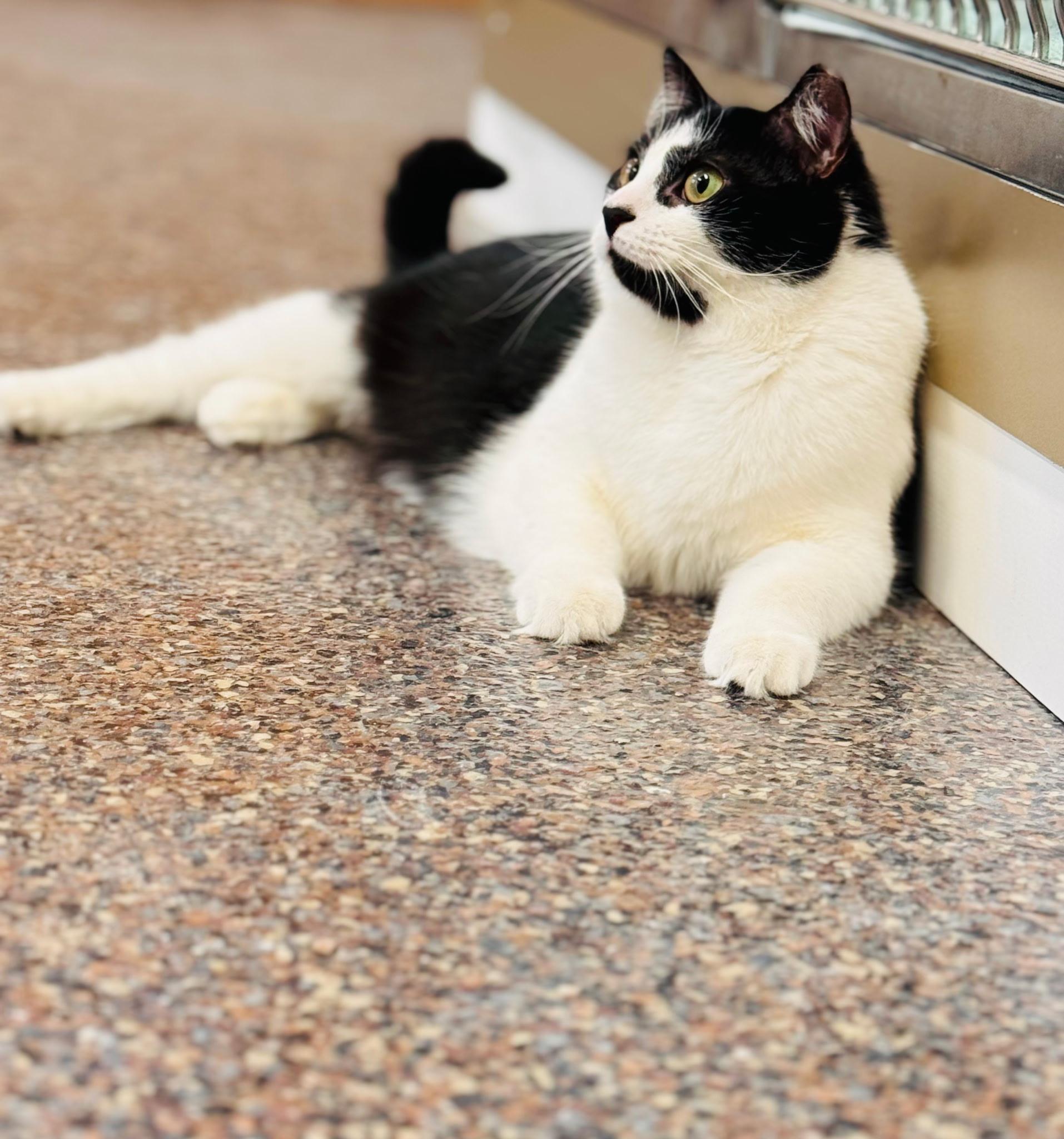 Enlarge Panda , a ADOPTABLE Domestic Short Hair in Voorhees, NJ image 2/4