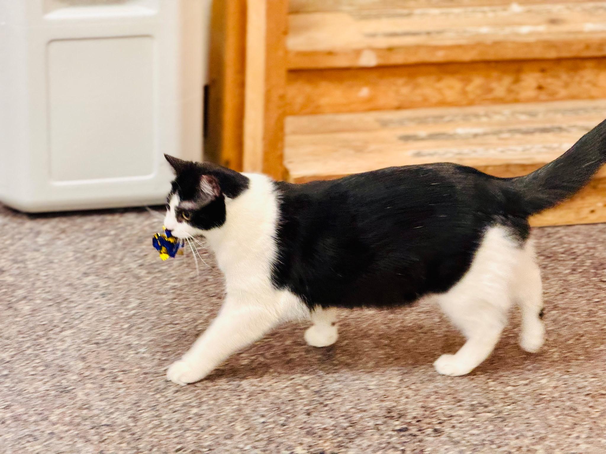 Enlarge Panda , a ADOPTABLE Domestic Short Hair in Voorhees, NJ image 4/4