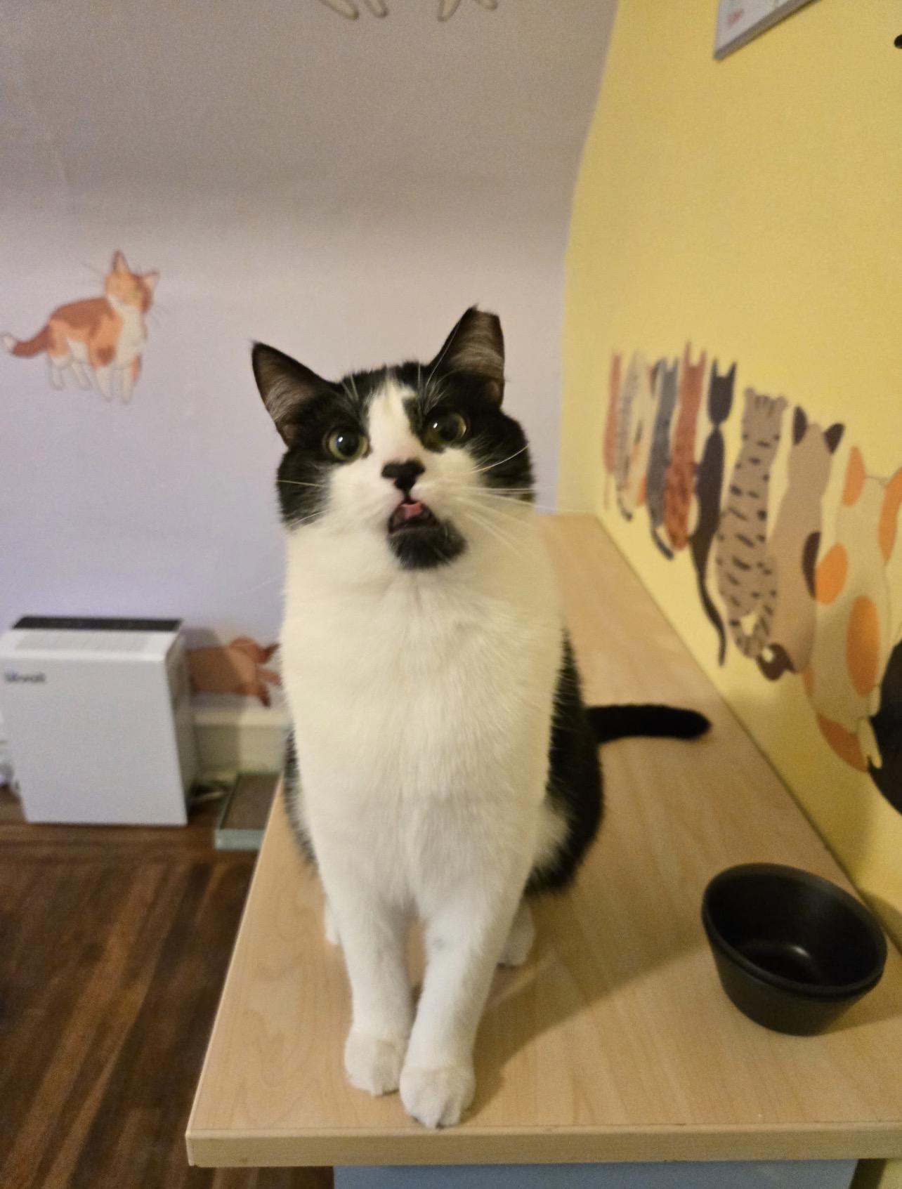 Enlarge Panda , a ADOPTABLE Domestic Short Hair in Voorhees, NJ image 6/6