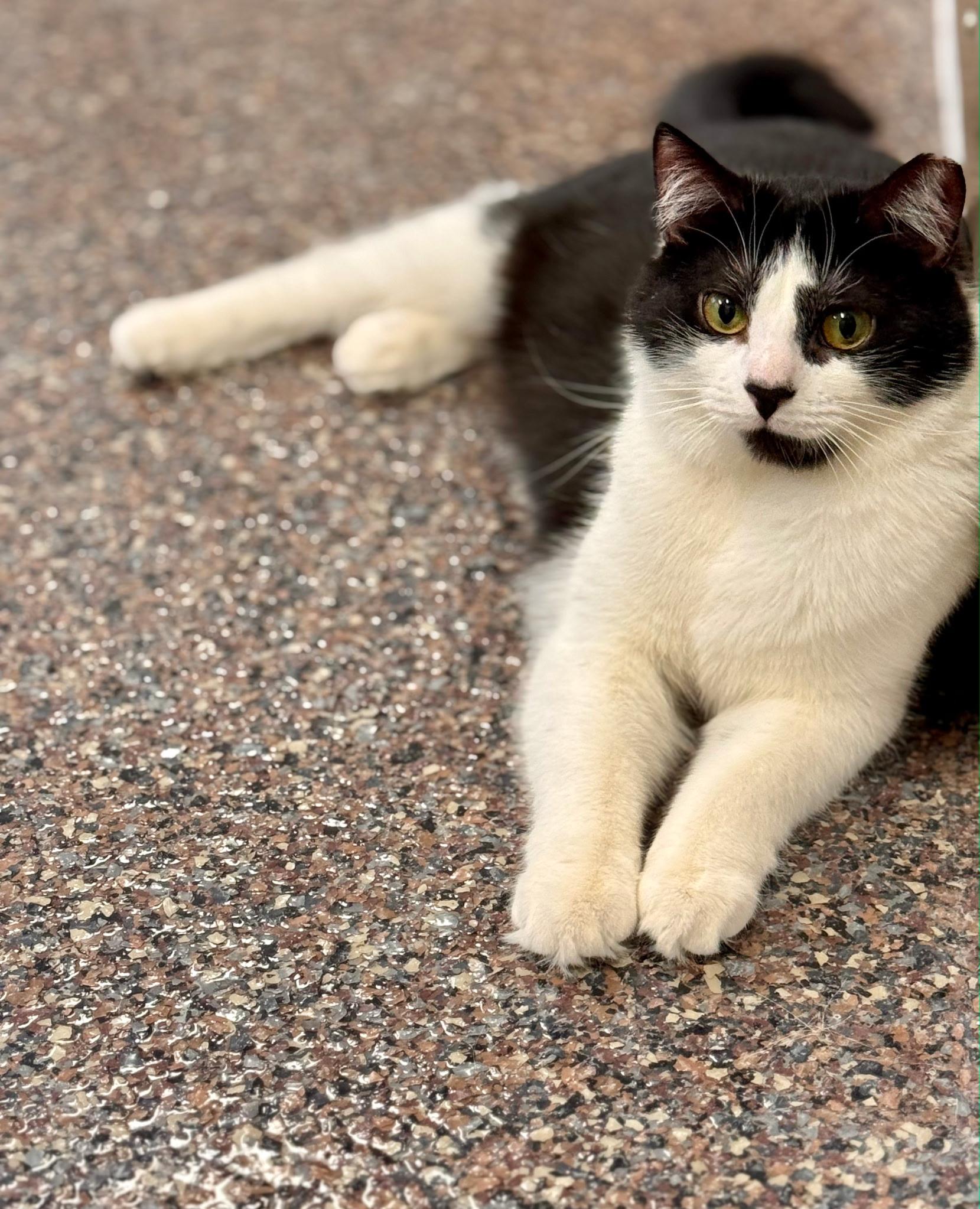 Enlarge Panda , a ADOPTABLE Domestic Short Hair in Voorhees, NJ image 3/4