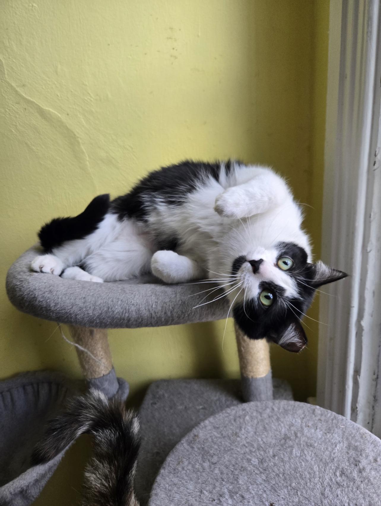 Enlarge Panda , a ADOPTABLE Domestic Short Hair in Voorhees, NJ image 1/6