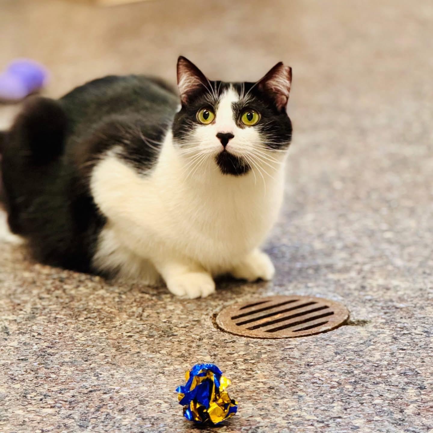 Enlarge Panda , a ADOPTABLE Domestic Short Hair in Voorhees, NJ image 1/4