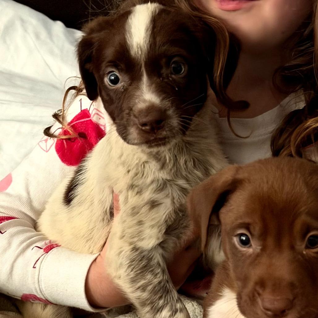 Enlarge Marshmallow, a Adoptable mixed breed in Myrtle Beach, SC image 2/2