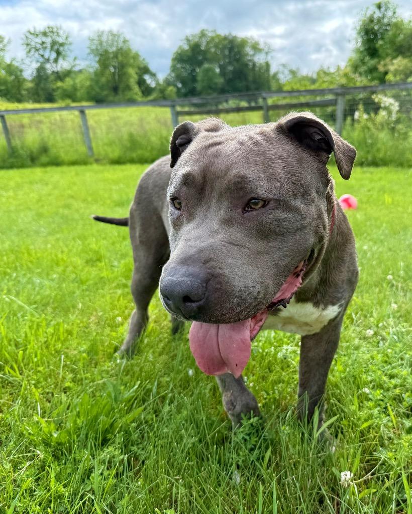 Raylee, Adoptable, Adult Female Staffordshire Bull Terrier.