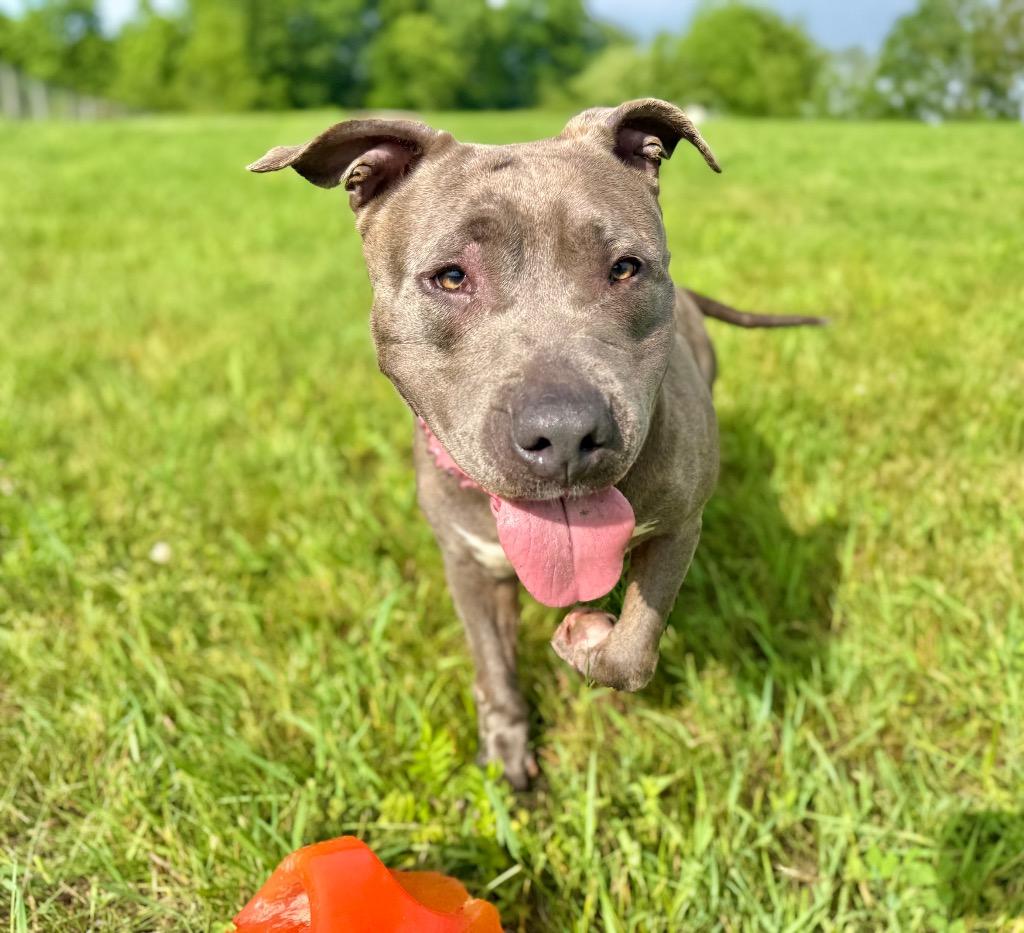 Enlarge Raylee, a Adoptable Staffordshire Bull Terrier in Hudson, NY image 3/6