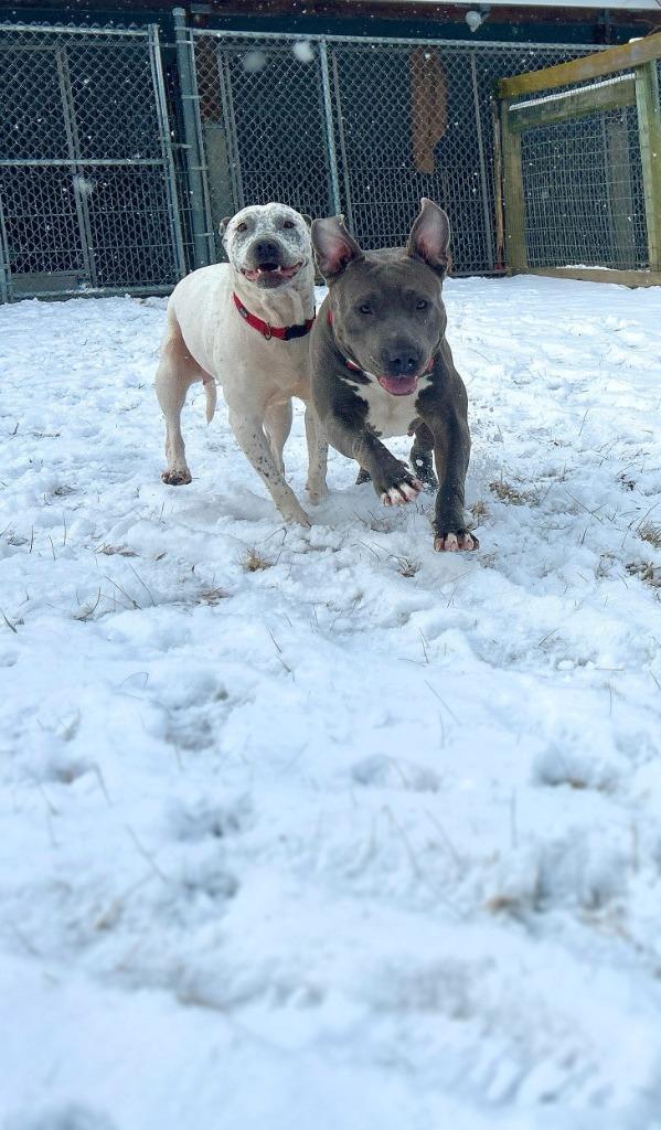 Enlarge Raylee, a Adoptable Staffordshire Bull Terrier in Hudson, NY image 5/6