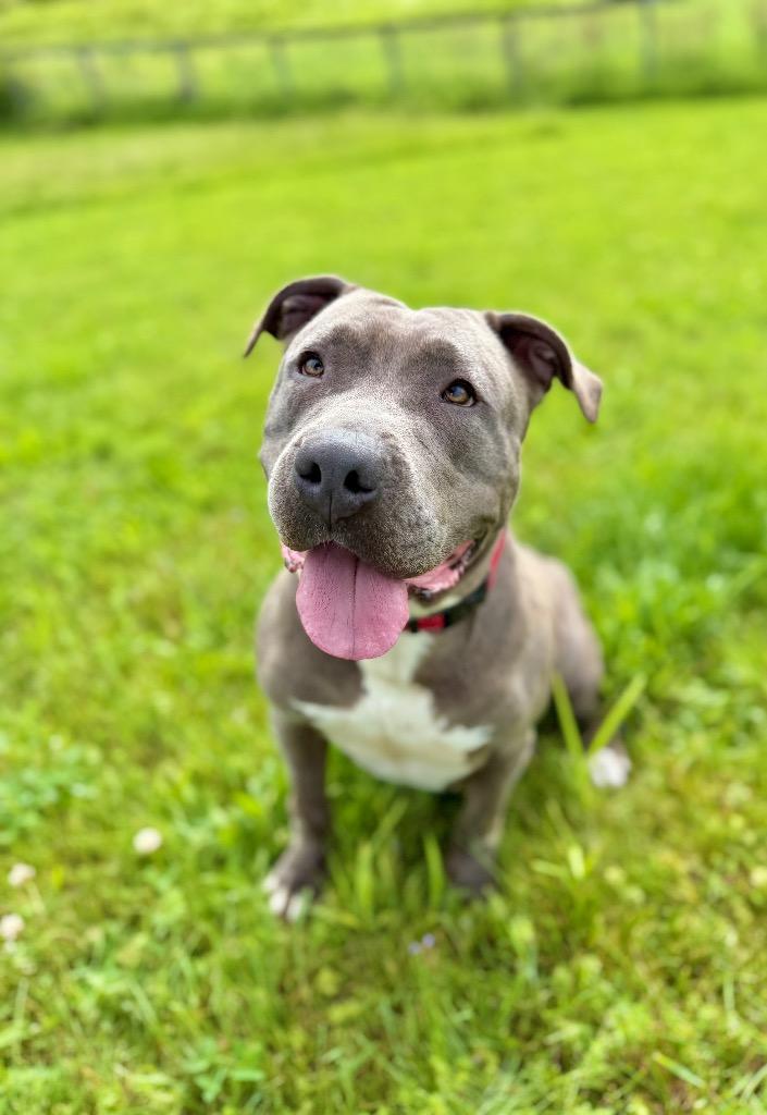 Enlarge Raylee, a Adoptable Staffordshire Bull Terrier in Hudson, NY image 6/6