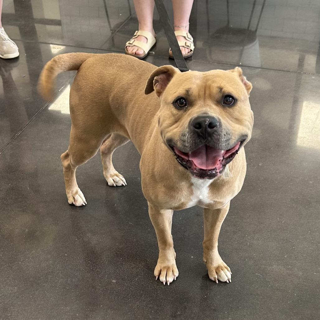 Honey Bunches of Oats, Adoptable, Adult Female Pit Bull Terrier.