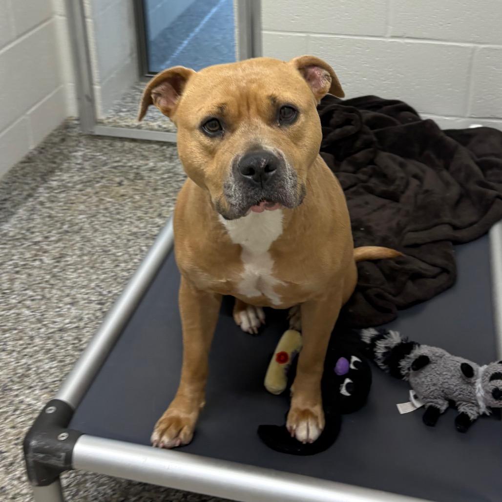 Honey Bunches of Oats, a Adoptable Pit Bull Terrier in Morganton, NC image 2/4