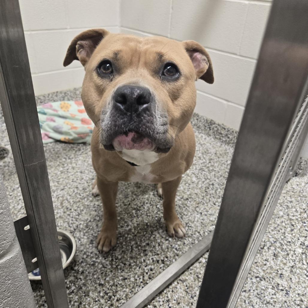 Honey Bunches of Oats, a Adoptable Pit Bull Terrier in Morganton, NC image 3/4