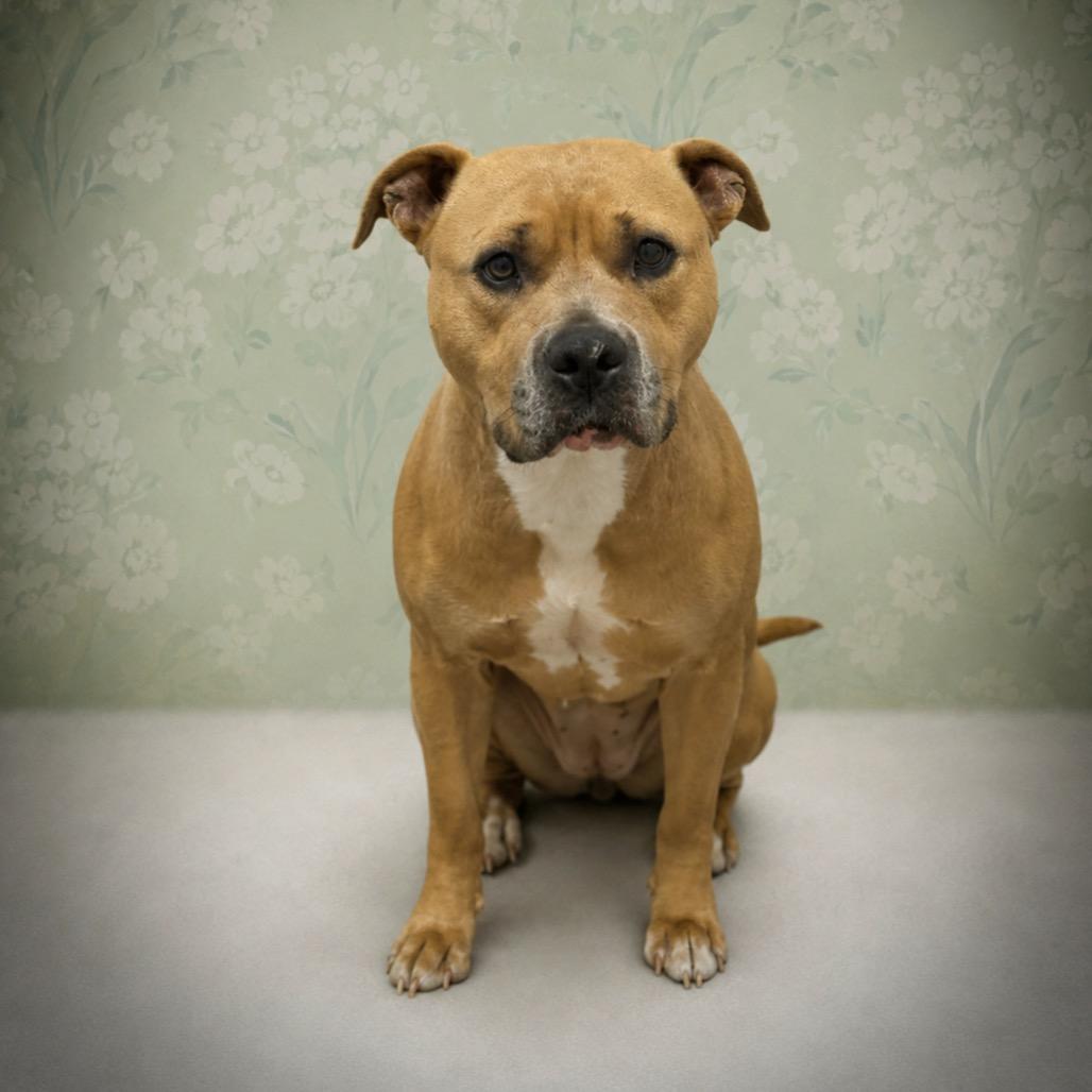 Honey Bunches of Oats, a Adoptable Pit Bull Terrier in Morganton, NC image 4/4