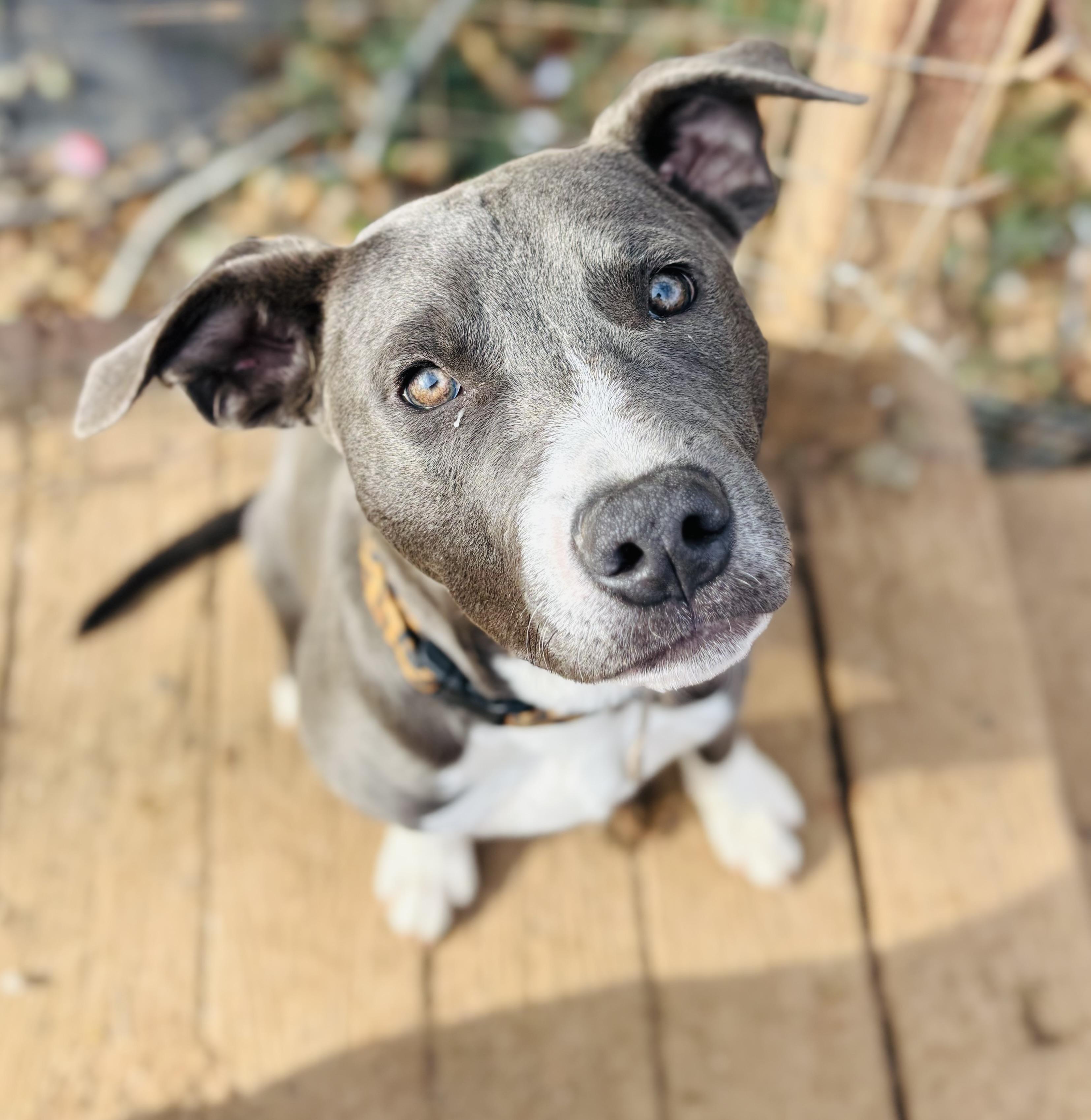 Bobby Hopper, adopted, Young Male American Bully.