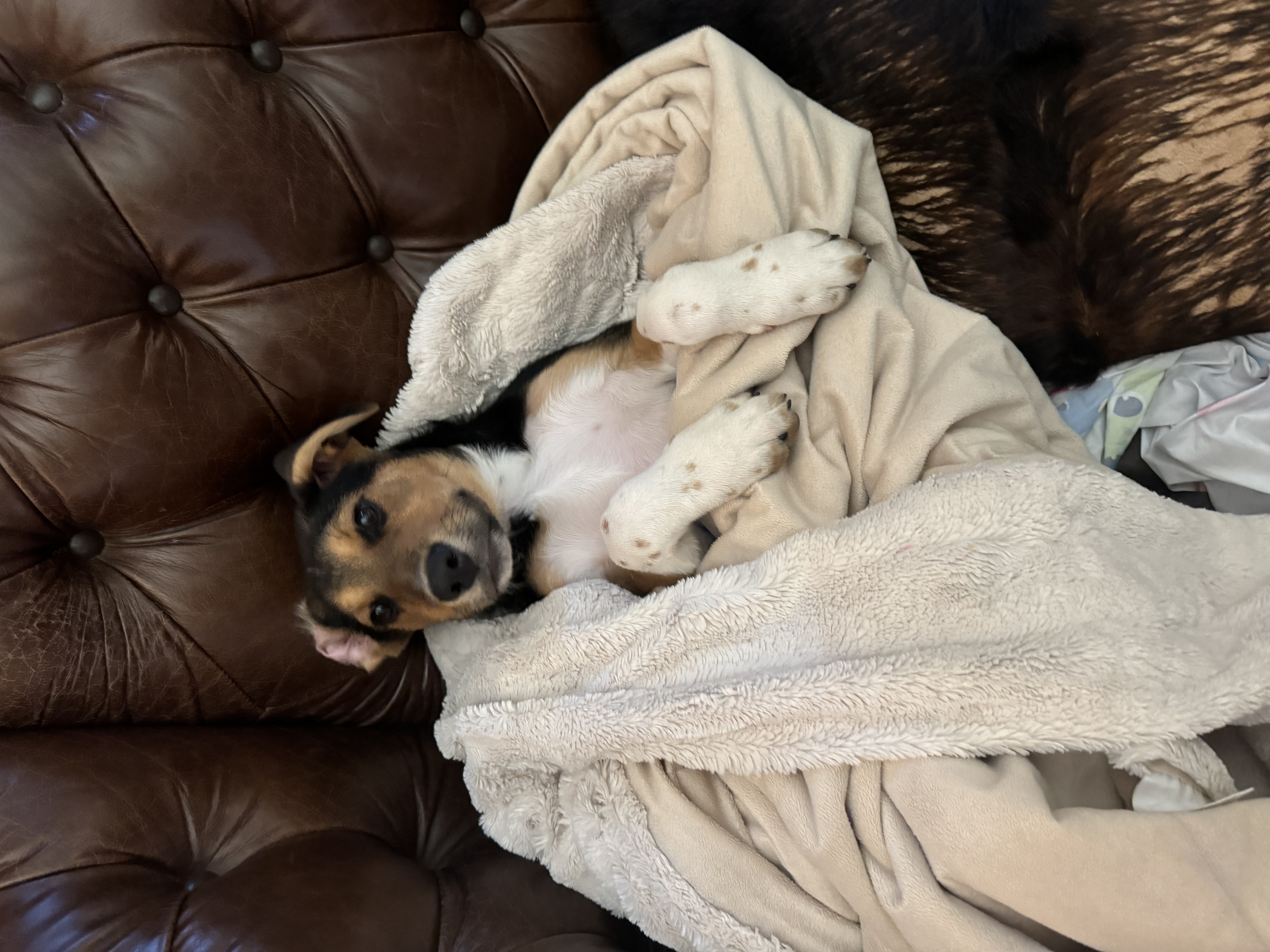 Enlarge Rocky, a Adopted mixed breed in Dallas, TX image 1/3