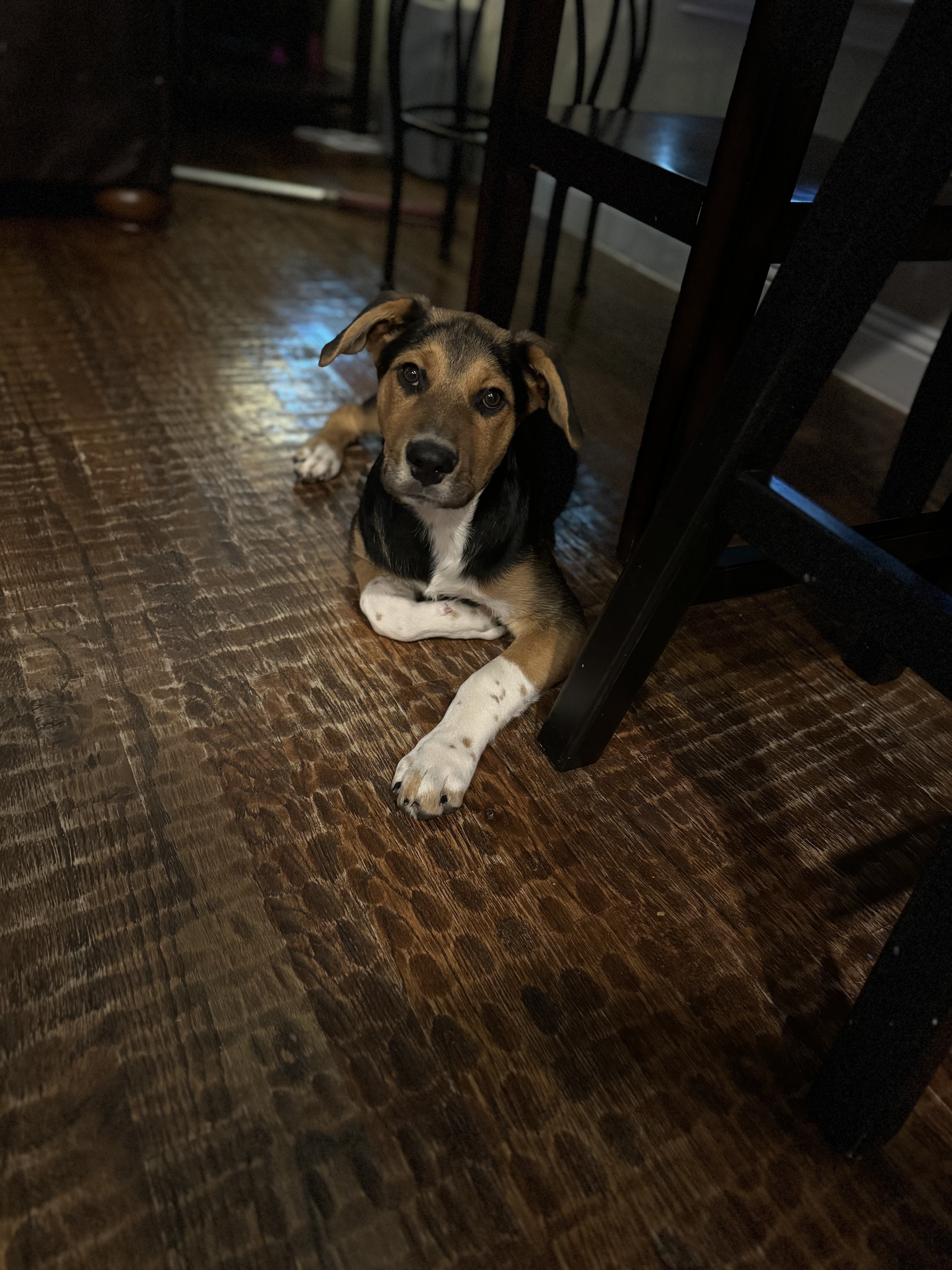 Enlarge Rocky, a Adopted mixed breed in Dallas, TX image 2/3