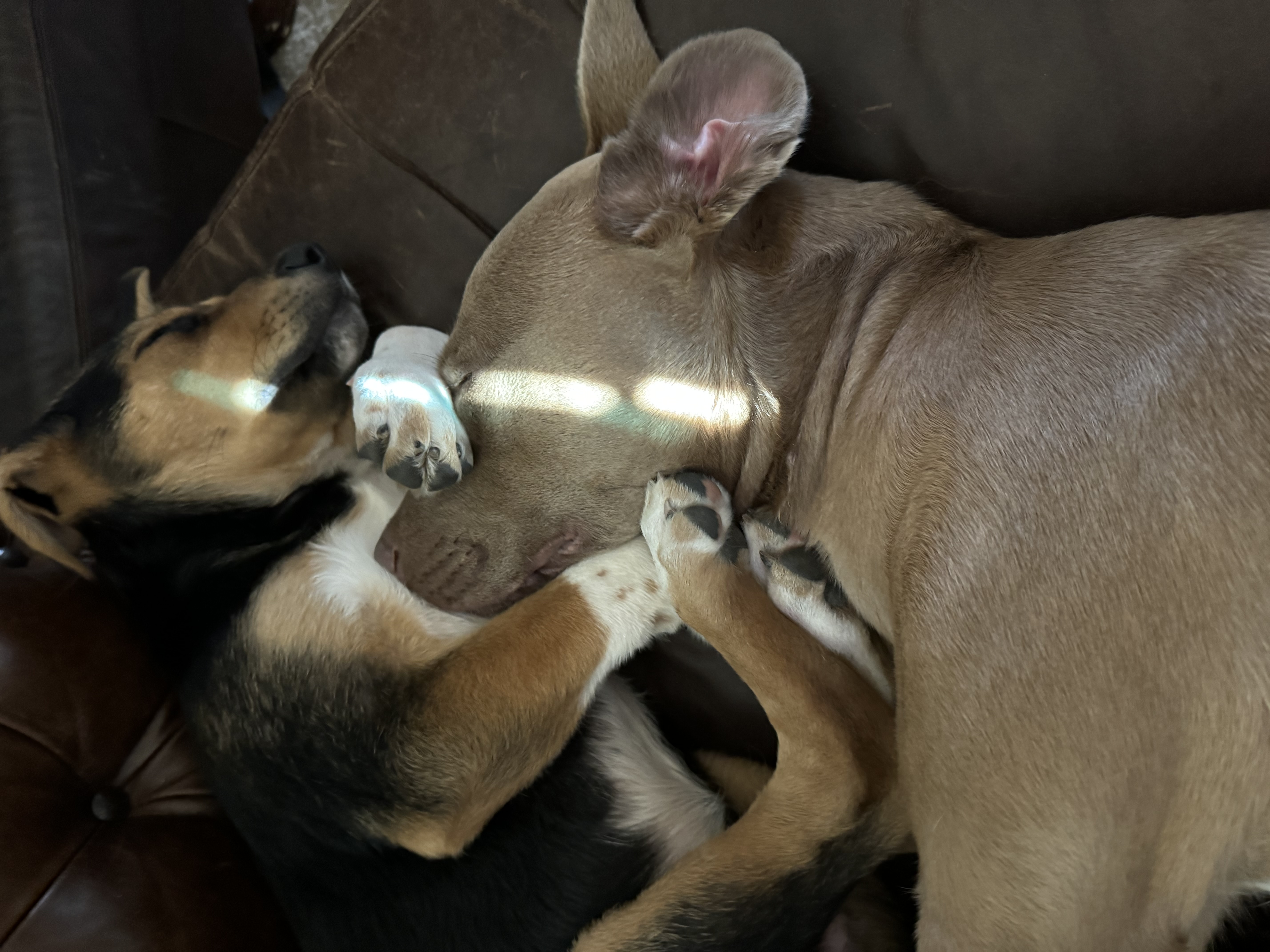 Enlarge Rocky, a Adopted mixed breed in Dallas, TX image 3/3