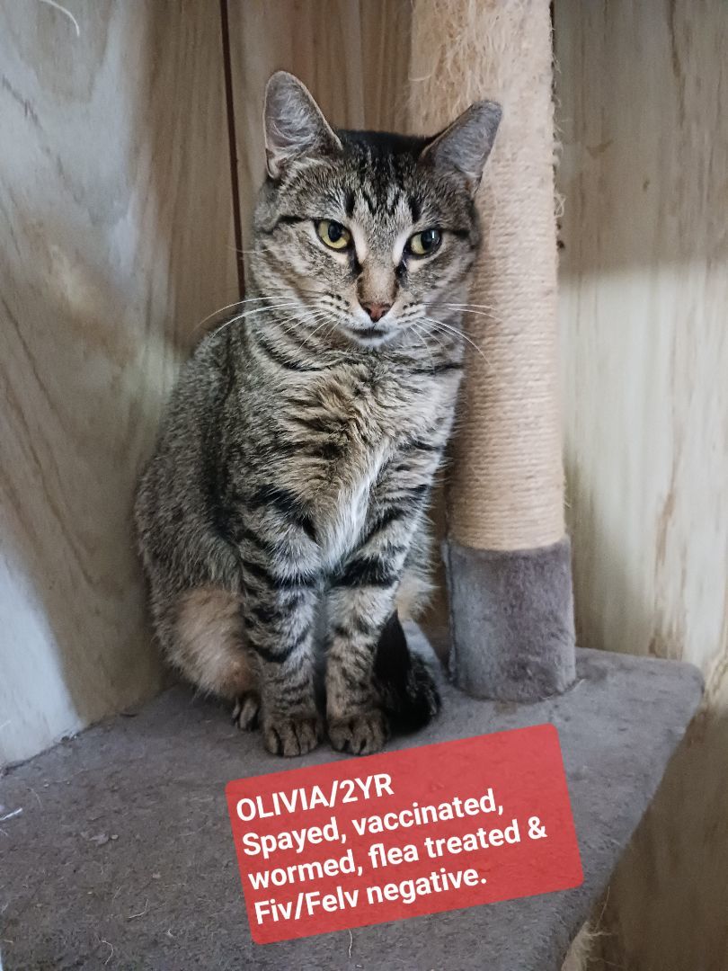 Enlarge Olivia, a Adoptable Domestic Short Hair in Nanticoke, PA image 2/4