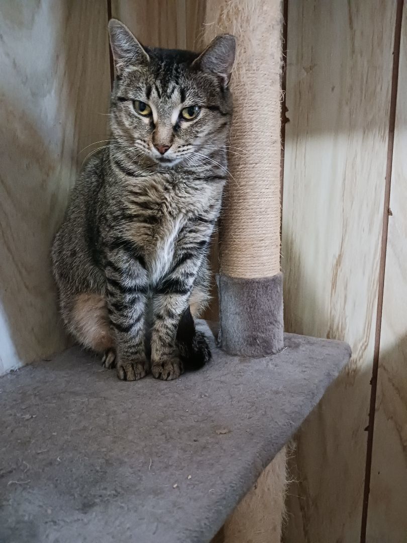 Enlarge Olivia, a Adoptable Domestic Short Hair in Nanticoke, PA image 3/4