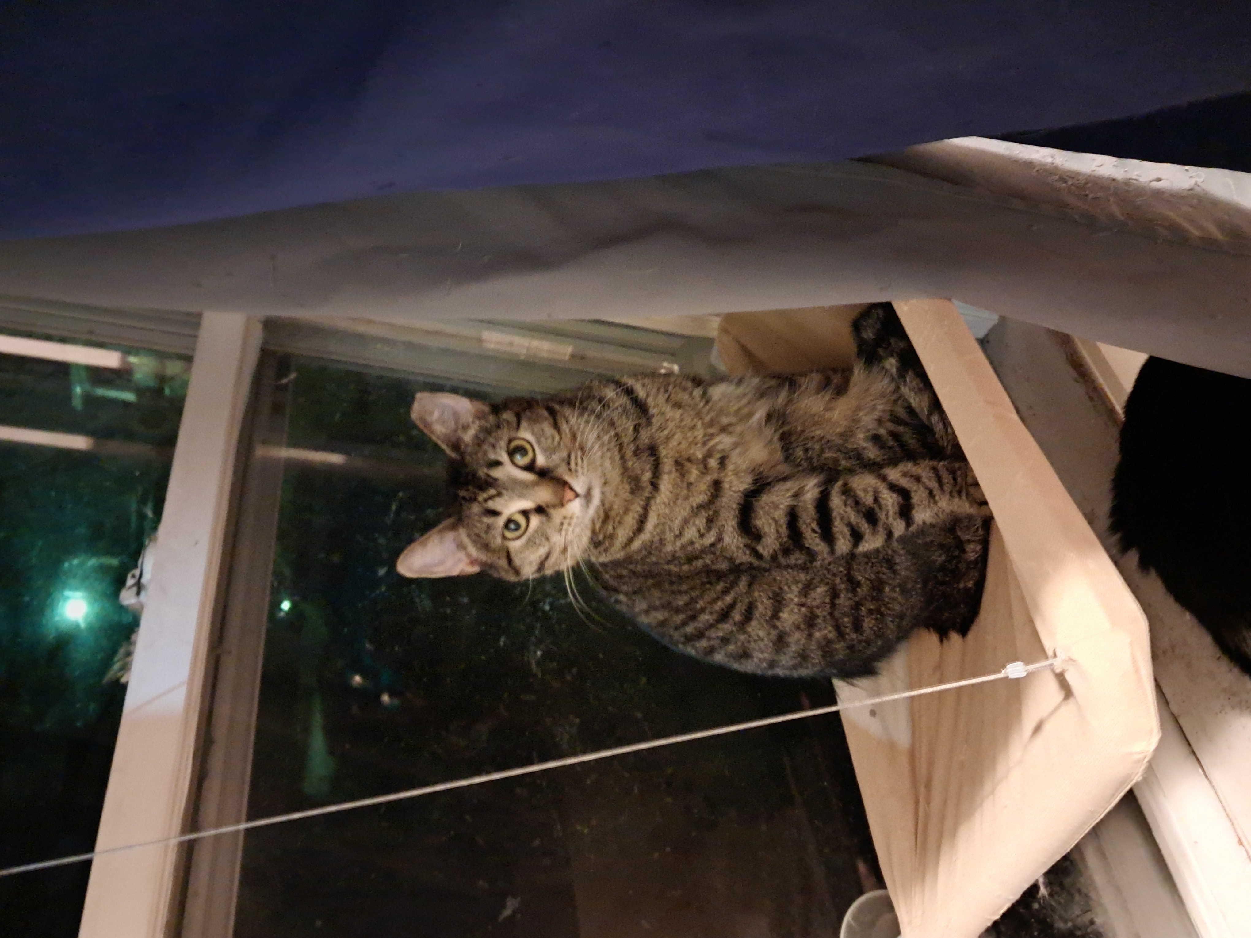 Enlarge Olivia, a Adoptable Domestic Short Hair in Nanticoke, PA image 1/4