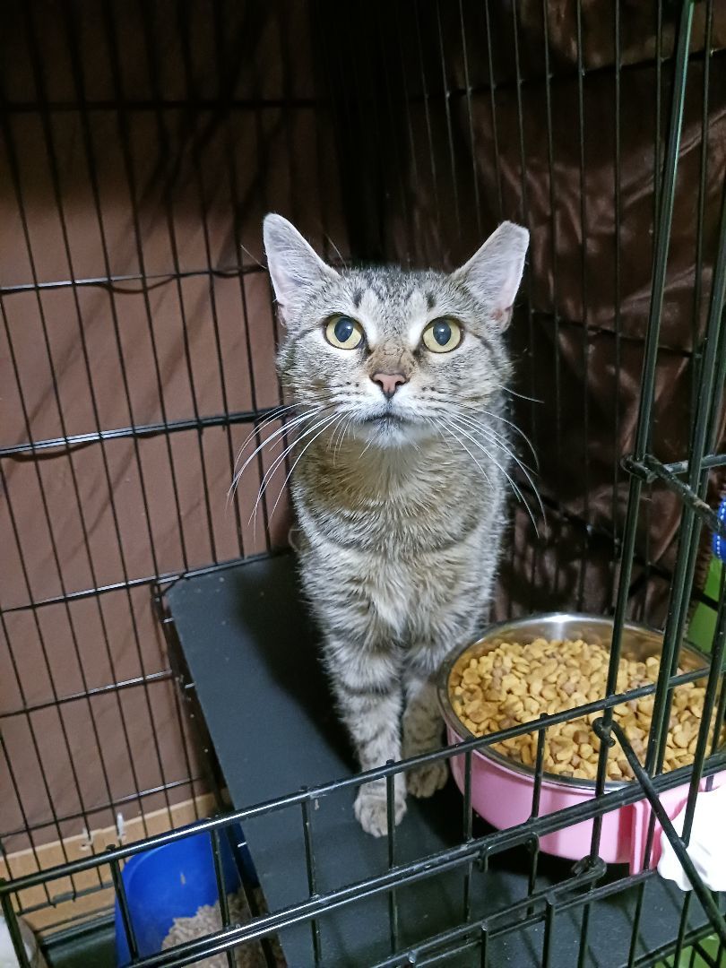 Enlarge Olivia, a Adoptable Domestic Short Hair in Nanticoke, PA image 4/4