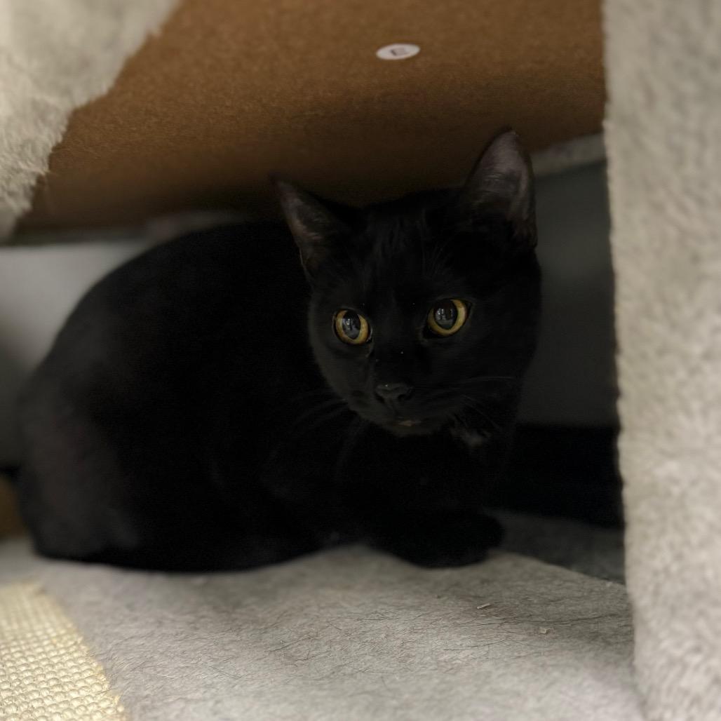 Enlarge Stevie Nicks, a Adoptable Domestic Short Hair in Monticello, IA image 2/2