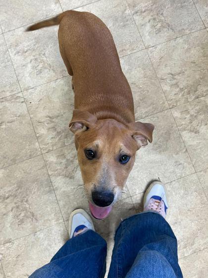 Enlarge Euchre, a Adoptable Mixed Breed in Chicago, IL image 1/2