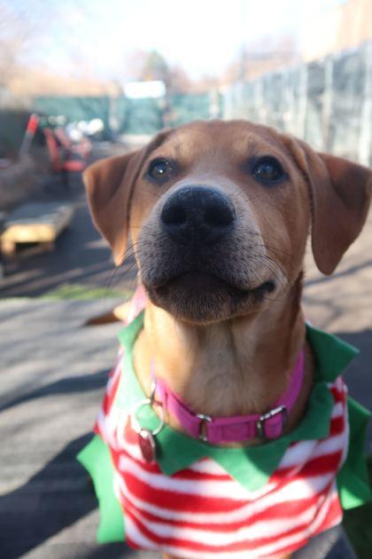 Enlarge Euchre, a Adoptable Mixed Breed in Chicago, IL image 2/2